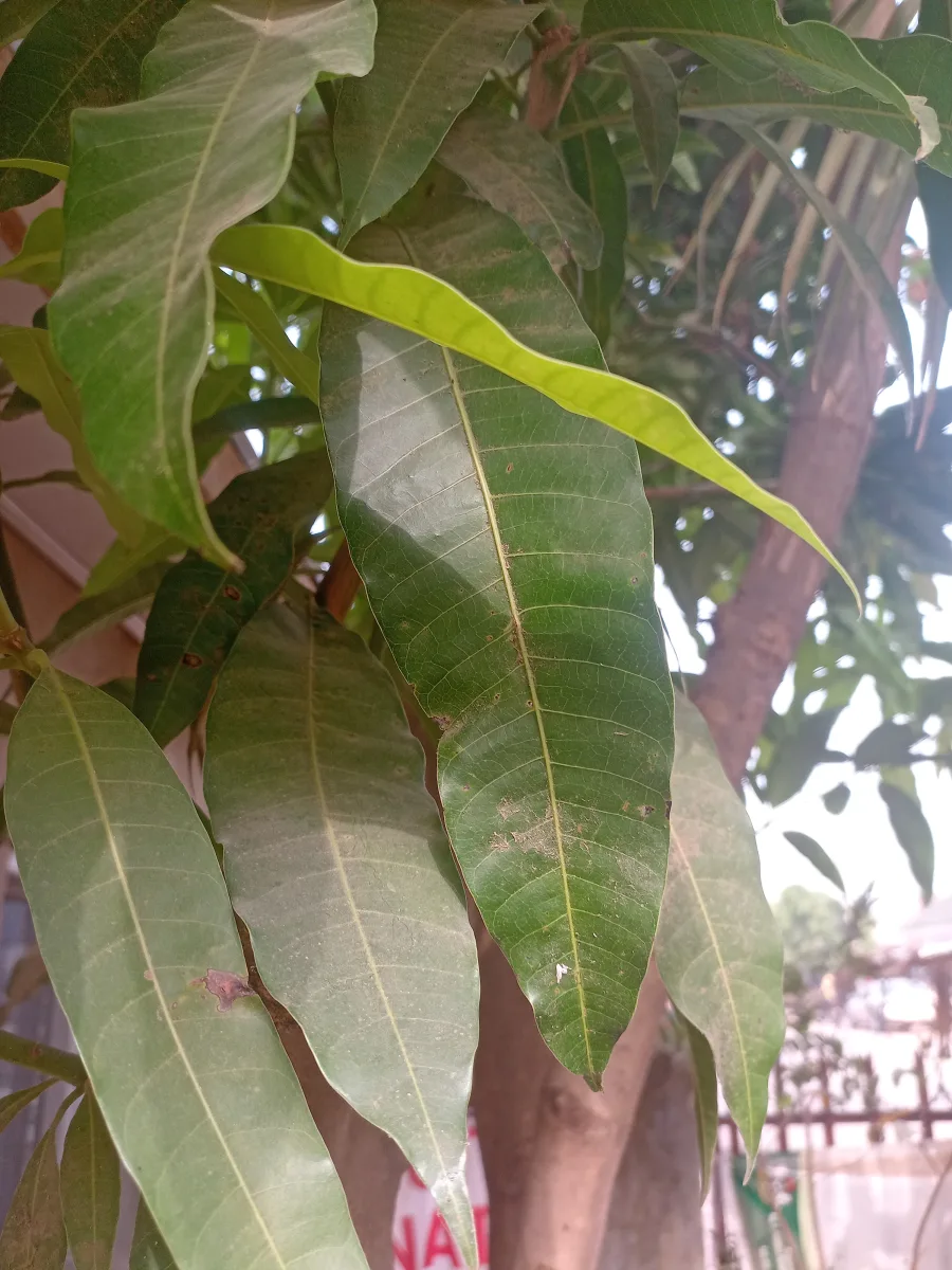 Mango Leaves Bunch